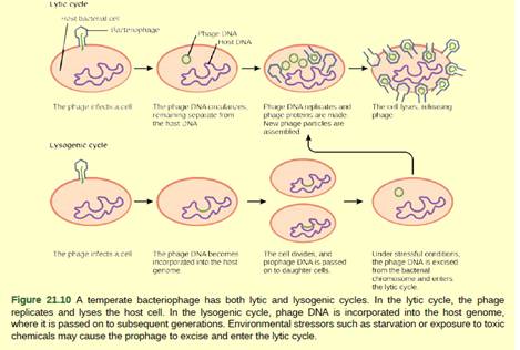 Chapter 21, Problem 3VCQ, Figure 21.10 Which of the following statements is false? In the lytic cycle, new phages are produced 