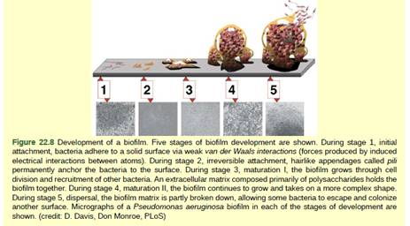 Chapter 22, Problem 1VCQ, Figure 22.8 Compared to free-floating bacteria, bacteria in biofilms often show increased resistance 