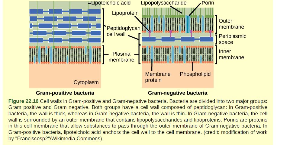 Chapter 22, Problem 2VCQ, Figure 22.16 Which of the following statements is true? Gram-positive bacteria have a single cell 