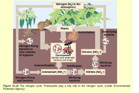 Chapter 22, Problem 3VCQ, Figure 22.19 Which of the following statements about the nitrogen cycle is false? Nitrogen fixing 