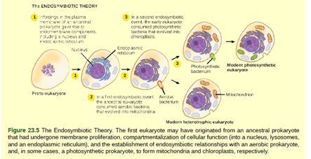 Chapter 23, Problem 1VCQ, Figure 23.5 What evidence is there that mitochondria were incorporated into the ancestral eukaryotic 