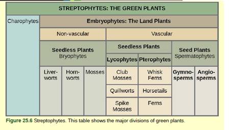 Chapter 25, Problem 1VCQ, Figure 25.6 Which of the following statements about plant divisions is false? Lycophytes and 