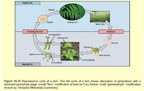 Chapter 25, Problem 3VCQ, Figure 25.24 Which of the following statements about the fern life cycle is false? Sporangia produce 