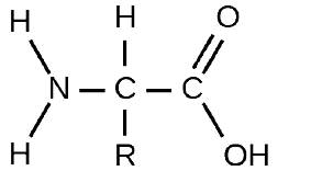Chapter 3, Problem 23CTQ, Amino acids have the generic structure seen below, where R represents different carbon-based side 