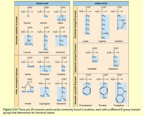 Chapter 3, Problem 2VCQ, Figure 3.23 Which categories of amino acid would you expect to find on the surface of a soluble 