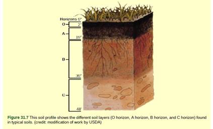 Chapter 31, Problem 2VCQ, Figure 31.7 Which horizon is considered the topsoil, and which is considered the subsoil? 