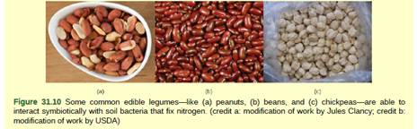 Chapter 31, Problem 3VCQ, Figure 31.10 Farmers often rotate corn (a cereal crop) and soy beans (a legume) planting a field 