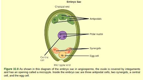 Chapter 32, Problem 2VCQ, Figure 32.8 An embryo sac is missing the synergids. What specific impact would you expect this to 