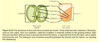 Chapter 32, Problem 3VCQ, Figure 32.20 What is the function of the cotyledon? It develops into the root. It provides nutrition 