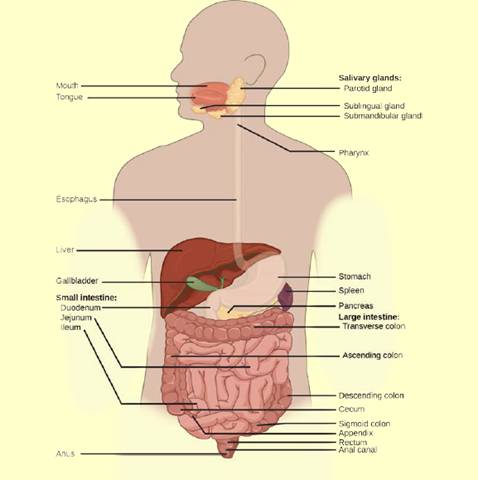 Chapter 34, Problem 1VCQ, Figure 34.11 Which of the following statements about the digestive system is false? Chyme is a , example  1