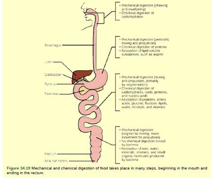 Chapter 34, Problem 3VCQ, Figure 34.19 Which of the following statements about digestive processes is true? Amylase, maltaseT 