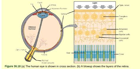 Chapter 36, Problem 3VCQ, Figure 36.18 Which of the following statements about the human eye is false? Rods detect color, 