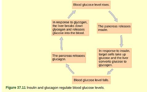 Chapter 37, Problem 2VCQ, Figure 37.11 Pancreatic tumors may cause excess secretion of glucagon. Type I diabetes results from 
