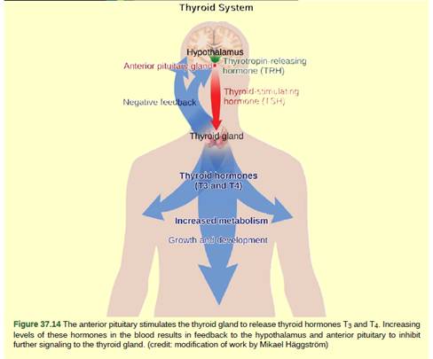 Chapter 37, Problem 3VCQ, Figure 37.14 Hyperthyroidism is a condition in which the thyroid gland is overactive. Hypothyroidism 