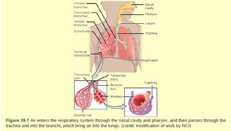 mammal respiratory system