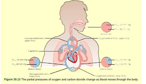 Chapter 39, Problem 2VCQ, Figure 39.13 Which of the following statements is false? In the tissues, PO2 drops as blood passes 