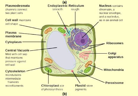Figure  If the nucleolus were not able to carry out its function, what  other cellular organelles would be affected? | bartleby
