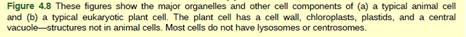 Chapter 4, Problem 2VCQ, Figure 4.8 If the nucleolus were not able to carry out its function, what other cellular organelles , example  3