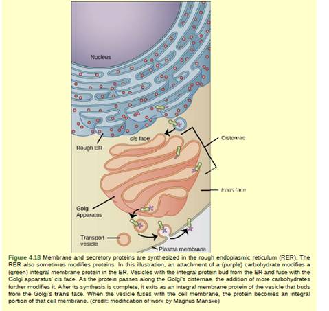 Chapter 4, Problem 3VCQ, Figure 4.18 If a peripheral membrane protein were synthesized in the lumen (inside) of the ER, would 