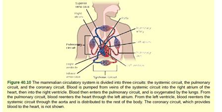 Chapter 40, Problem 1VCQ, Figure 40.10 Which of the following statements about the circulatory system is false? Blood in the 