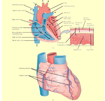 Chapter 40, Problem 2VCQ, Figure 40.11 Which of the following statements about the heart is false? The mitral valve separates , example  1