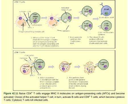 Chapter 42, Problem 1VCQ, Figure 42.11 Which of the following statements about T cells is false? Helper T cells release 