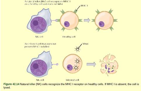 Chapter 42, Problem 2VCQ, Figure 42.14 Based on what you know about MHC receptors, why do you think an organ transplanted from 