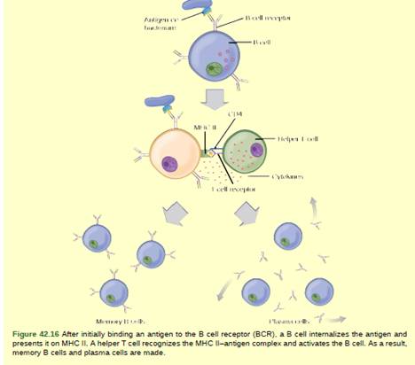 Chapter 42, Problem 3VCQ, Figure 42.16 The Rh antigen is found on Rh positive red blood cells. An Rh-negative female can 