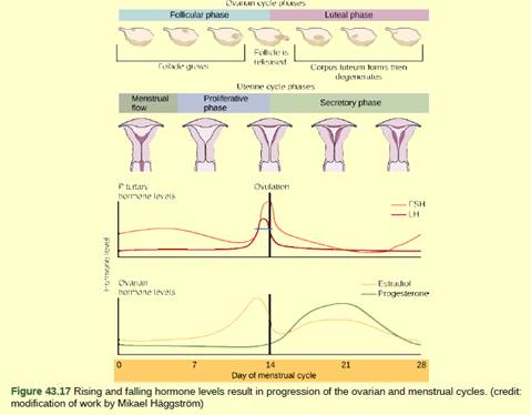 Figure 43.17 Which of the following statements about the menstrual cycle is  false? Progesterone levels rise during the luteal phase of the ovarian cycle  and the secretory phase of the uterine cycle.