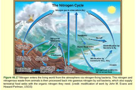 Chapter 46, Problem 3VCQ, Figure 46.17 Which of the following statements about the nitrogen cycle is false? Ammonification 
