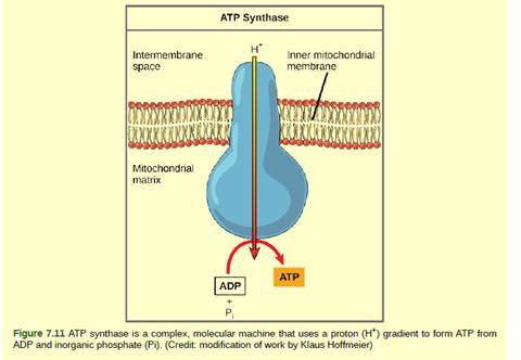 Chapter 7, Problem 1VCQ, Figure 7.11 Dinitrophenol (DNP) is an "uncoupler" that makes the inner mitochondrial membrane 