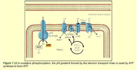 Chapter 7, Problem 2VCQ, Figure 7.12 Cyanide inhibits cytochrome c oxidase, a component of the electron transport chain. If 