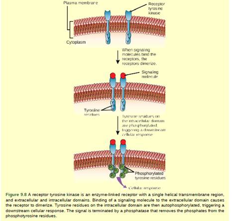 Chapter 9, Problem 1VCQ, Figure 9.8 HER2 is a receptor tyrosine kinase. In 30 percent of human breast cancers, HER2 is 