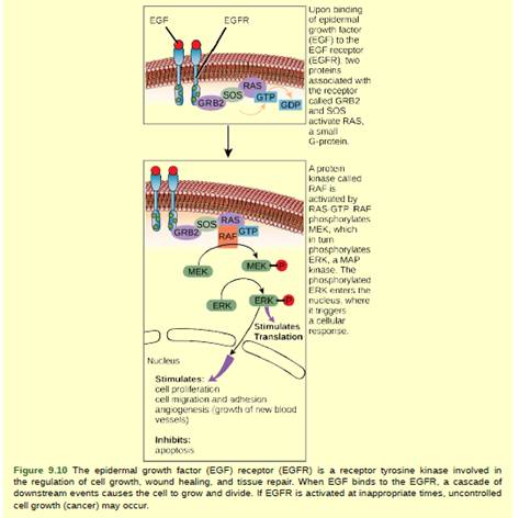 Chapter 9, Problem 2VCQ, Figure 9.10 In certain cancers, the GTPase activity of the RAS G-protein is inhibited. This means 