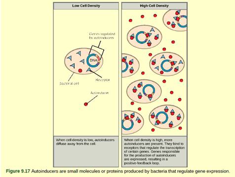 Chapter 9, Problem 3VCQ, Figure 9.17 Which of the following statements about quorum sensing is false? Autoinducer must bind 